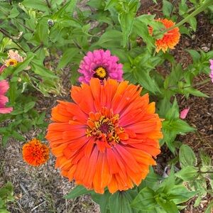 Meet your Posher, Joy